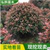 工程綠化紅葉石楠球批發 苗圃公園綠化灌木苗木 高桿紅葉石楠