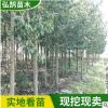 園林綠化樂昌含笑樹苗 常綠行道風景喬木 工程綠化樂昌含笑樹