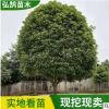 四季常青桂花樹苗 八月大金丹桂批發 嫁接園林綠化喬木桂花樹