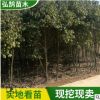 工程綠化移栽香樟樹苗批發 四季常青香樟苗 原生多桿骨架香樟樹