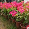 現貨主題園造型花卉 庭院室內盆栽 多樣規格紅花三角梅