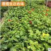 單瓣扶桑花苗 庭院觀賞花卉植物 綠化苗木 花卉扶桑 妖精花