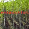 基地批發銀杏白果樹苗綠化苗木工程用苗庭院四季種植占地樹苗