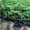供應花生騰苗木 田里種綠化花生藤苗 遍地黃金 庭院市政公園綠化