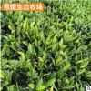 苗圃批發 變葉木 庭院小區綠化苗木 綠化苗木 易種景觀苗木