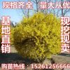 連翹苗庭院觀花綠植 連翹花苗 黃金連翹苗木 黃老虎苗 綠化工程苗