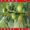 果樹苗 水果樹苗 青皮無花果苗 可結(jié)果苗 無花果樹苗