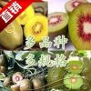 高端爬藤獼猴桃樹苗-正宗新西蘭黃金奇異果/黃金果獼猴桃苗結(jié)果苗