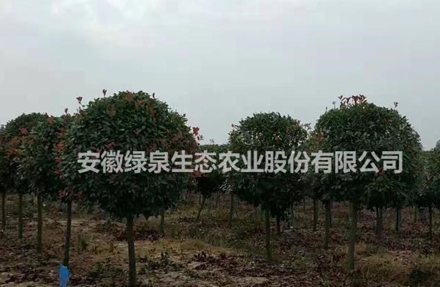 大小規(guī)格大量紅葉石楠出售基地