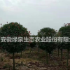 大小規(guī)格大量紅葉石楠出售基地