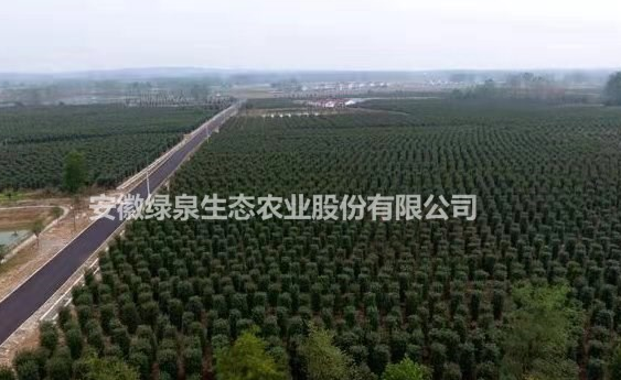 安徽萬畝紅葉石楠柱出售批發(fā)/供應(yīng)