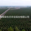 安徽萬畝紅葉石楠柱出售批發(fā)/供應(yīng)