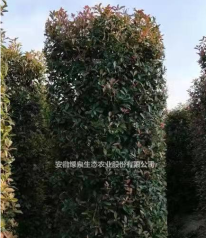 安徽供應(yīng)紅葉石楠柱出售規(guī)格齊全