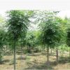 基地供應綠化苗木批發(fā) 欒樹苗 欒樹4-6cm 規(guī)格全 北欒 欒樹