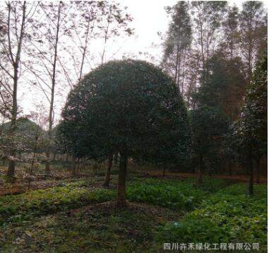 苗圃行道樹濕地綠化庭院花園風景樹庭蔭樹防護樹優質八月桂花苗