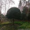 苗圃行道樹濕地綠化庭院花園風景樹庭蔭樹防護樹優質八月桂花苗