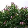 苗圃批發各種規格叢生獨桿木芙蓉庭院花園花壇風景樹防護樹綠化樹