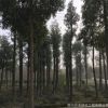 基地供應行道樹風景樹 庭蔭樹工地綠化喬木10cm-25cm優質香樟