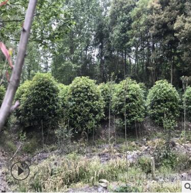 基地供應庭院景觀綠化灌叢苗各種規格精品八月桂桂花球龍桂桂花球