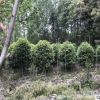 基地供應庭院景觀綠化灌叢苗各種規格精品八月桂桂花球龍桂桂花球