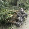 庭院花園花鏡灌叢 精品叢生臘梅風景臘梅可以盆栽臘梅花壇綠籬
