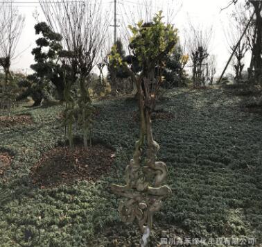 供應優質庭院廣場花園綠化贈送朋友長輩佳品盆景紫薇工藝品藝術字