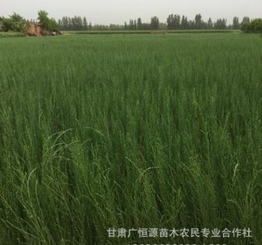 內(nèi)蒙梭梭苗基地