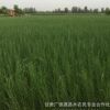內(nèi)蒙梭梭苗基地