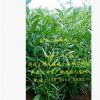 枸杞苗 一年生兩年生紅枸杞樹苗 生態(tài)治理綠化工程專用苗