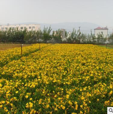 萱草苗基地批發綠化苗木色塊綠籬行道點綴四季常青量大從優萱草苗