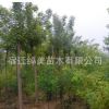 白蠟樹苗工程綠化苗木直銷色塊綠籬庭院種植四季常青量大從優白蠟