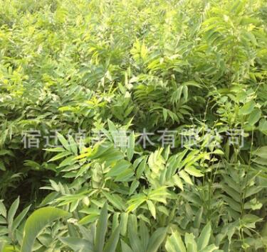 無患子樹苗園林綠化苗木色塊綠籬行道點綴四季常青量大從優無患子