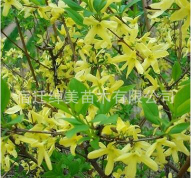 連翹 黃老虎 綠化庭院灌木行道工程 價格低廉