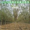風景行道遮陰綠化工程使用種子種苗槐樹苗木景區樹苗直銷