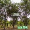 叢生國槐小苗黃金槐樹苗垂槐龍爪槐香花槐樹苗綠化苗木基地
