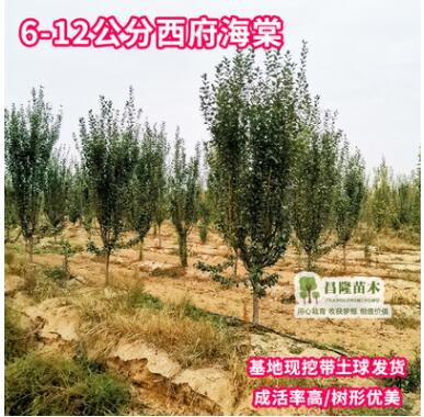 西府海棠樹(shù)苗花卉北方南方庭院植物觀花綠化樹(shù)苗基地直銷(xiāo)