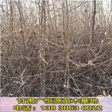杜梨 嫁接庫(kù)爾勒香梨等梨子梨砧木