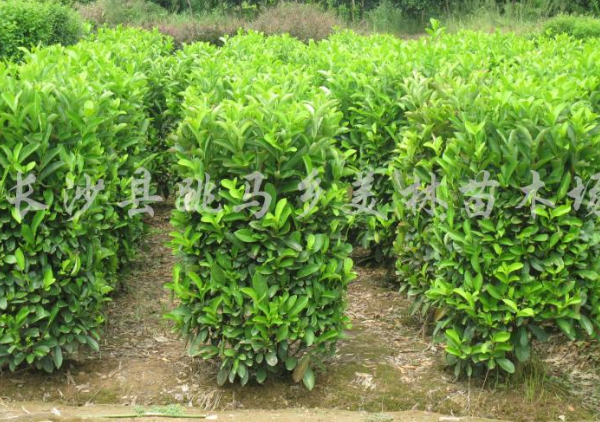 法國(guó)冬青圓柱
