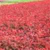 紅葉石楠