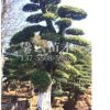 湖南基地大量供應(yīng)工程綠化造型榆樹庭院別墅園林綠化現(xiàn)貨