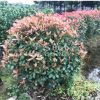 綠化工程專用紅葉石楠球園林景觀樹規(guī)格齊全