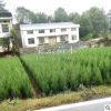 塔柏樹直銷工程綠化行道樹松柏樹批發(fā)現(xiàn)貨