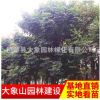 批發優質欒樹 園林綠化工程苗 移栽苗