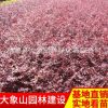 優質紅花繼木球 批發 球形飽滿 貨源充足 紅花繼木球苗批發