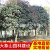 供應精品桂花大樹 園林綠化苗木桂花樹 桂花樹