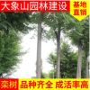 欒樹 苗圃基地 園林工程造型綠化欒樹