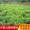 杜鵑球毛鵑球 常綠灌木毛娟球 各種規格杜鵑苗