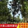 批發供應廣玉蘭 湖南落葉喬木景觀樹玉蘭