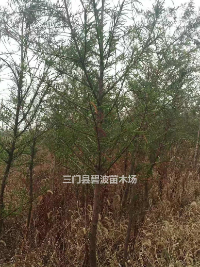 浙江[產(chǎn)品]/浙江三門中山杉價格/報價