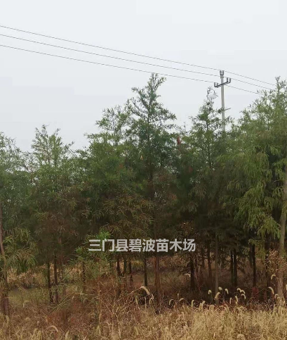 浙江[產(chǎn)品]/浙江中山杉出售價格/報價